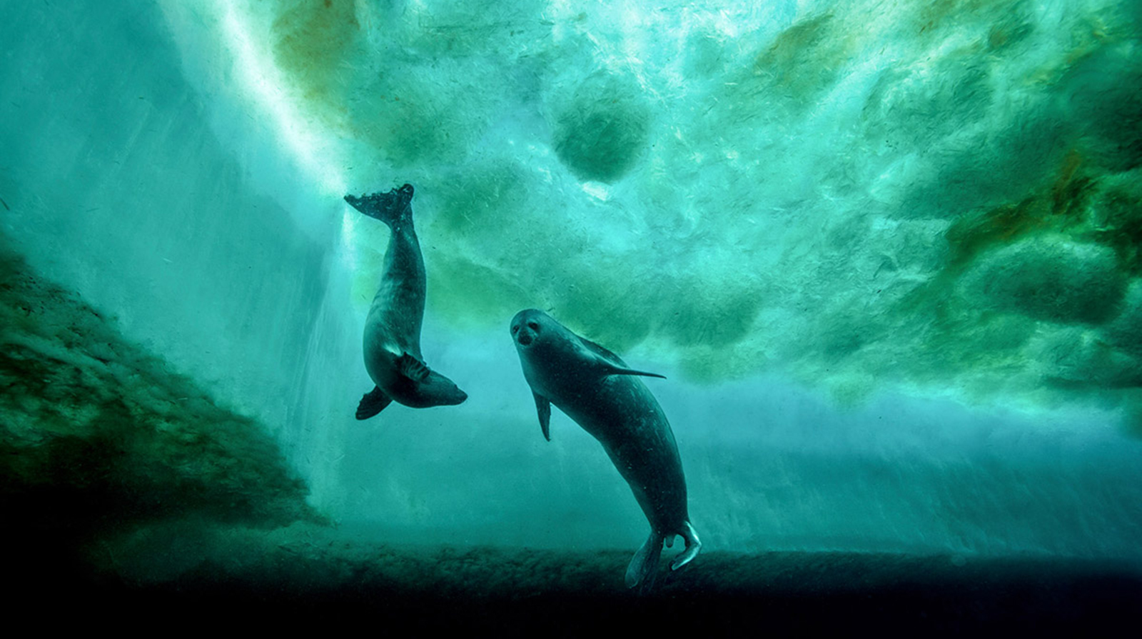Blancpain Laurent Ballesta Wildlife Photographer Prize