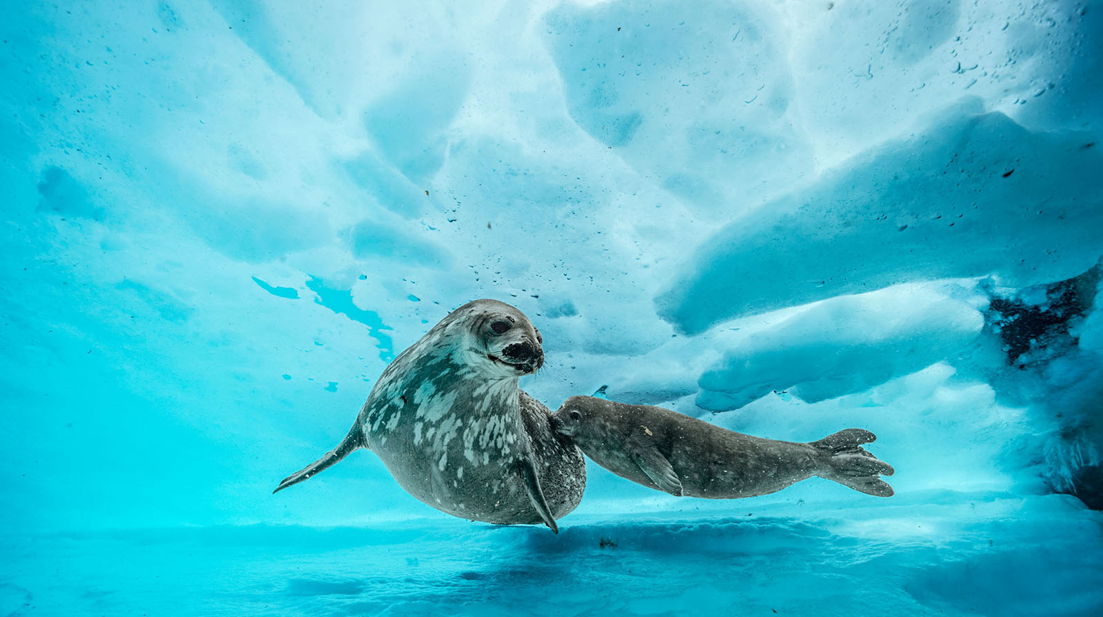 Blancpain Laurent Ballesta Wildlife Photographer Prize