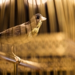Jaquet Droz Singing Bird Clock