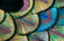 Bvlgari Divas’ Dream Peacock Dischi - making of 16